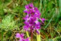 Orchis mascula subsp. ichnusae